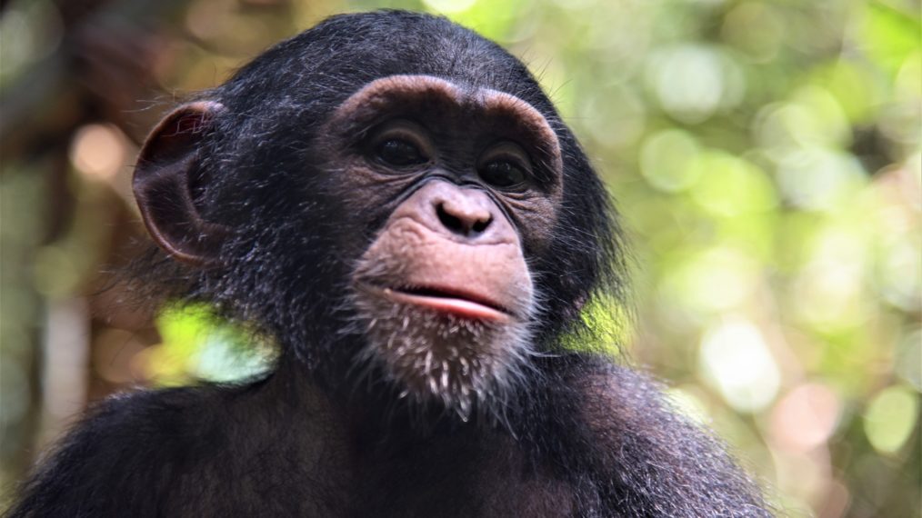 #’Baby Chimp Rescue’ Finale Sneak Peek: A Taste of Forest Life (VIDEO)