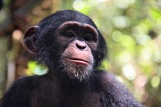'Baby Chimp Rescue' Finale Sneak Peek: A Taste of Forest Life (VIDEO)