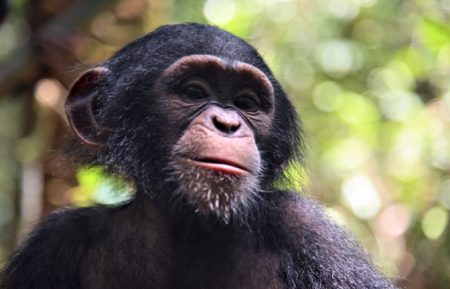 baby chimp rescue