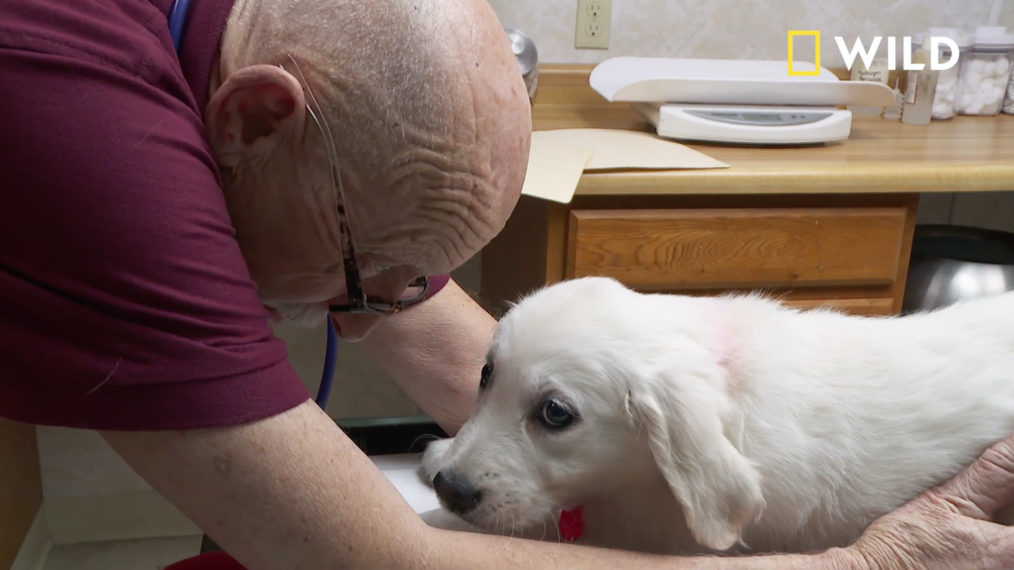 #Celebrate the Holidays With Dr. Pol, Tips for Your Pets & Adorable Dogs (VIDEO)