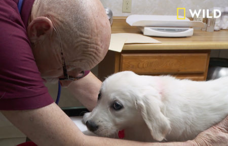 The Incredible Dr Pol Season Premiere Golden Retriever Hazel