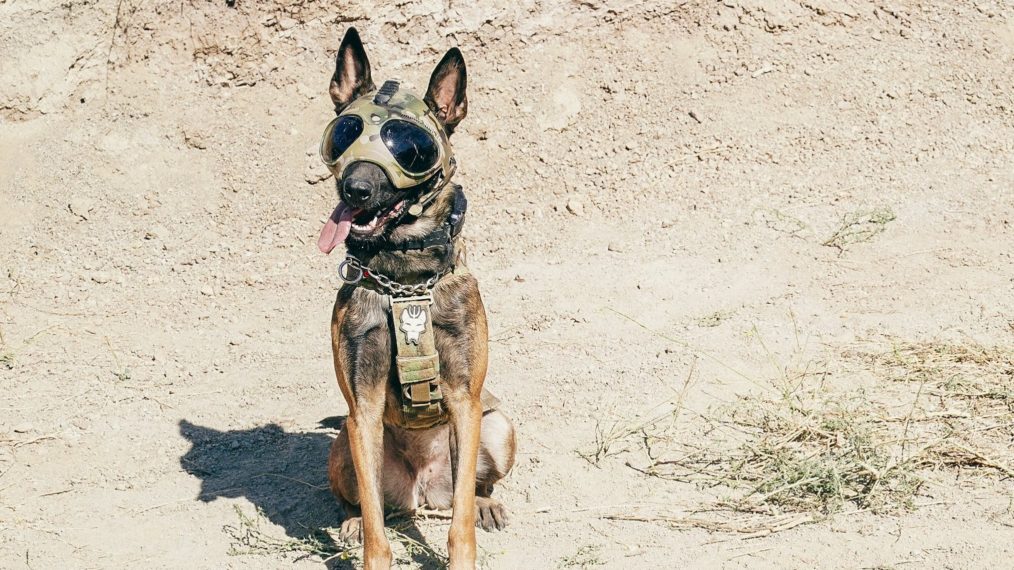 'SEAL Team': Meet Bravo's New Canine Member Pepper (PHOTO)