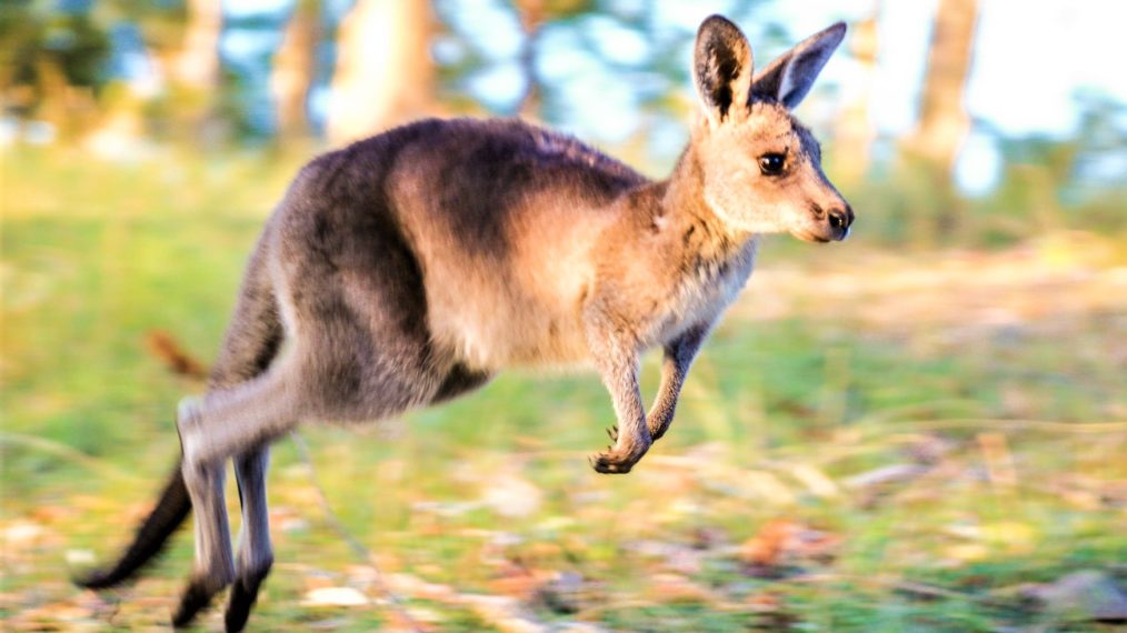 #Tensions Rise During Kangaroo Breeding Season in ‘A Wild Year on Earth’ Sneak Peek (VIDEO)