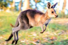 Tensions Rise During Kangaroo Breeding Season in 'A Wild Year on Earth' Sneak Peek (VIDEO)