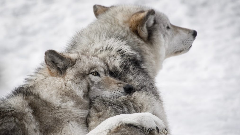 #A Hungry Wolf Pack Tracks Elk in ‘A Wild Year On Earth’ Finale Sneak Peek (VIDEO)