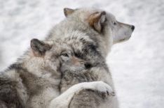 A Hungry Wolf Pack Tracks Elk in 'A Wild Year On Earth' Finale Sneak Peek (VIDEO)