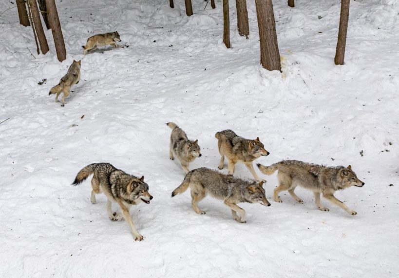 A Wild Year on Earth wolves