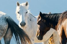 'A Wild Year On Earth' Runs With Frisky Mustangs in Sneak Peek (VIDEO)