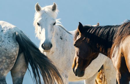 a wild year on earth bbc mustangs