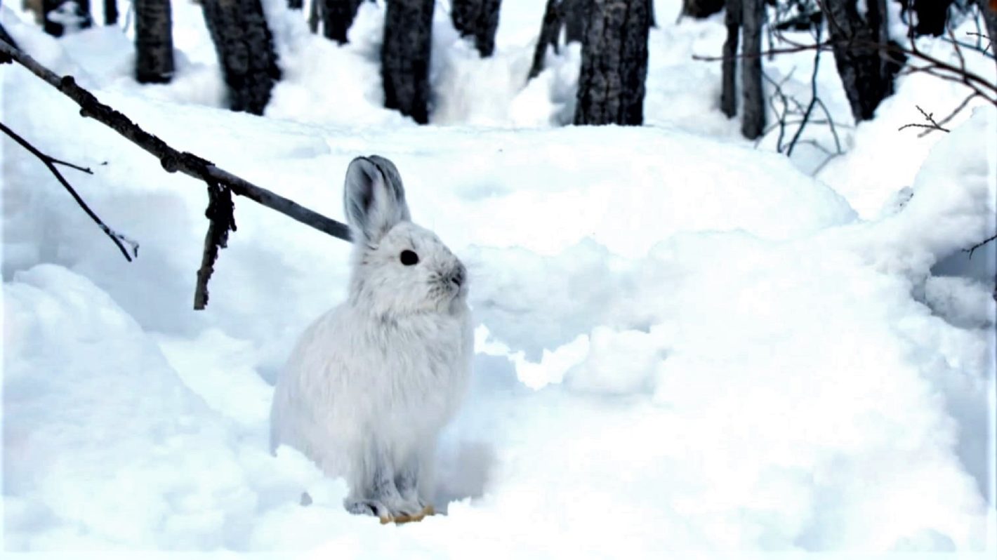 Snowshoe Hare Takes Camouflage to the Next Level in 'Snow Animals