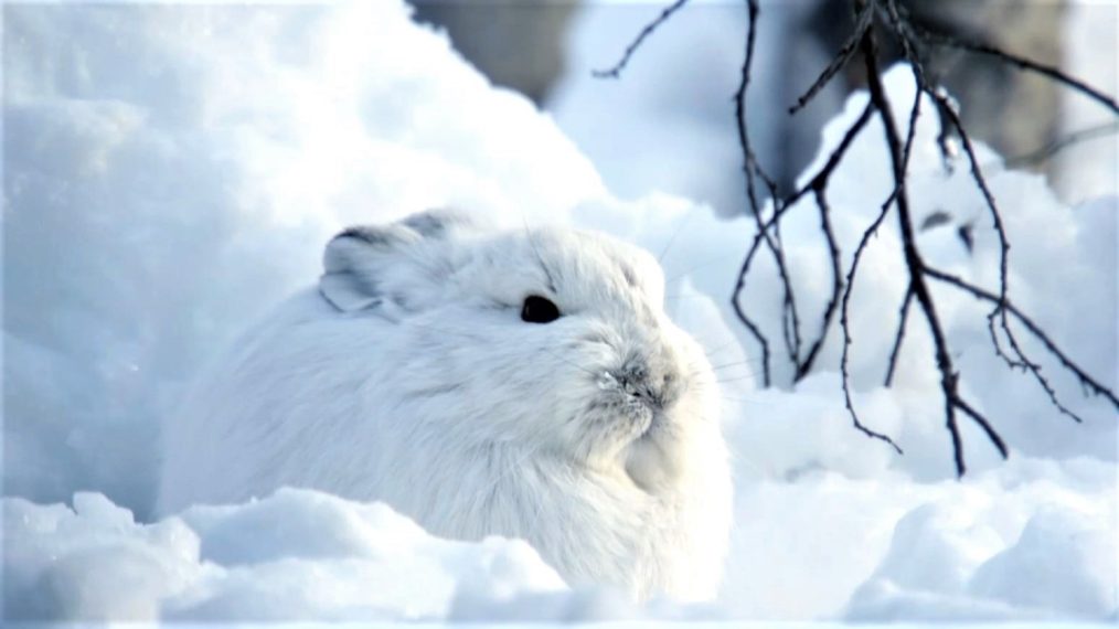 Snowshoe Hare Takes Camouflage to the Next Level in 'Snow Animals' Sneak  Peek (VIDEO)