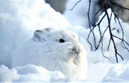 snowshoe hare snow animals bbc america