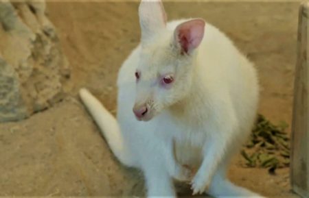 The Zoo: San Diego Albino Wallaby