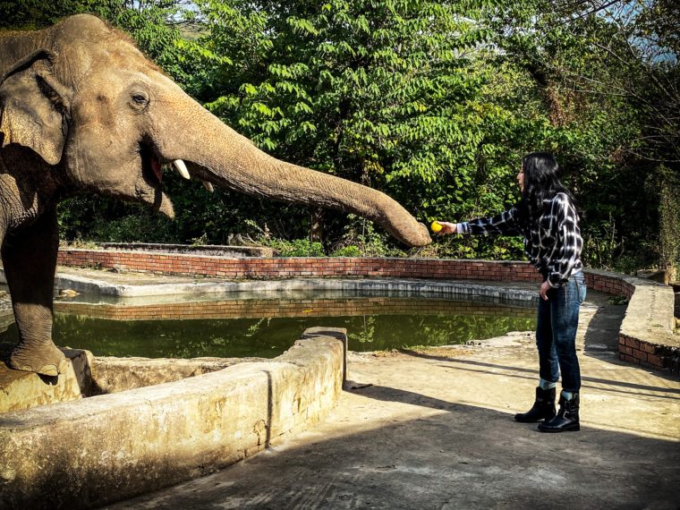 cher kaavan paramount+ Cher and the loneliest elephant