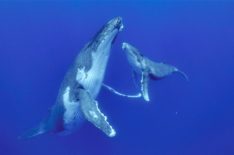 See How Humpbacks Communicate in 'Secrets of the Whales' Sneak Peek (VIDEO)