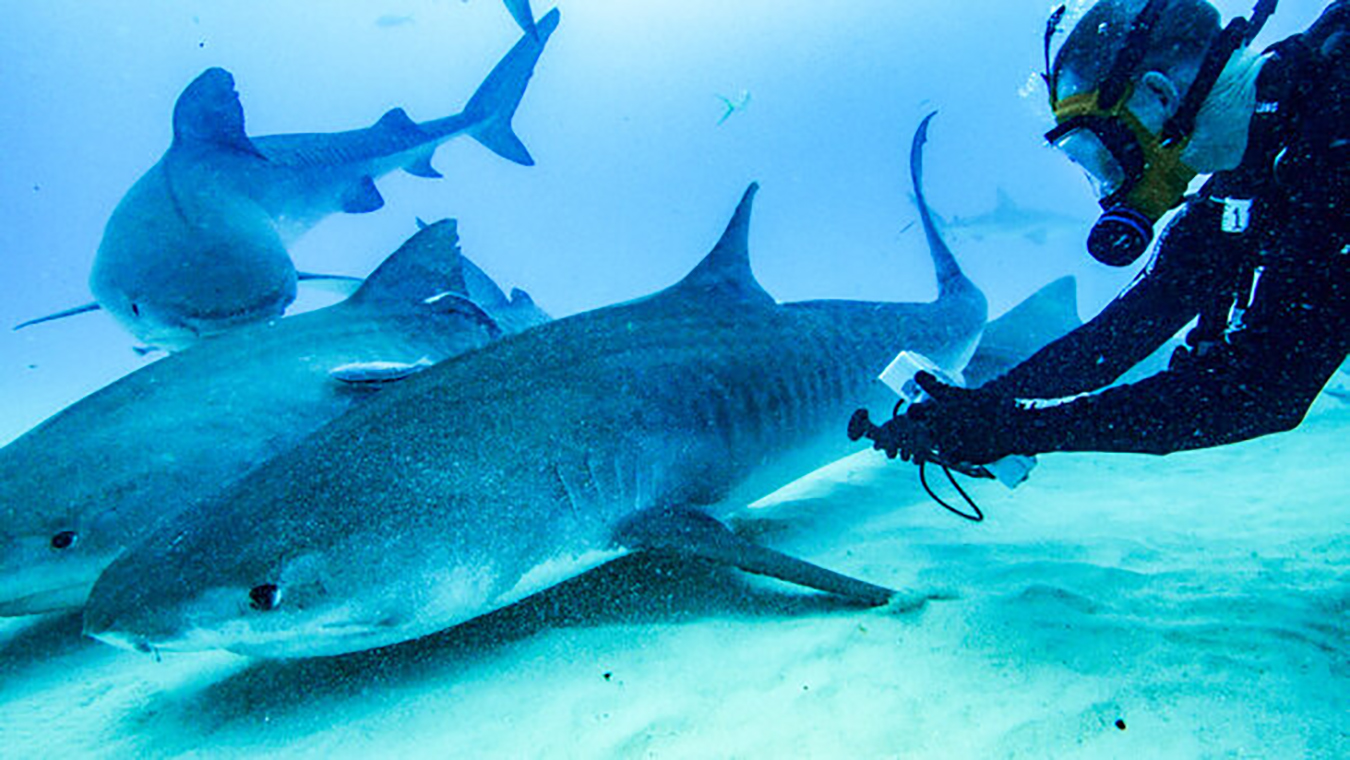 4 Shark Week & SharkFest Specials Exploring Mating Patterns