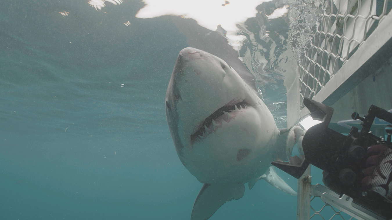Air Jaws Orca Vs Great White More Specials Celebrating Superlatives