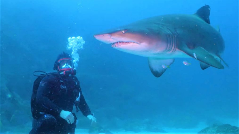 Shark Beach With Chris Hemsworth Nat Geo 