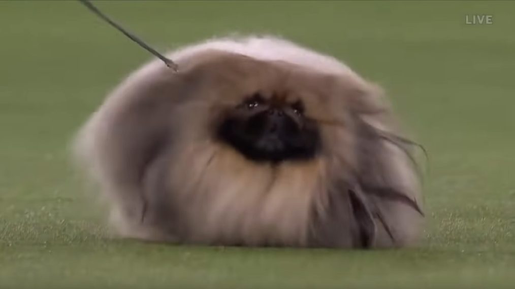 Westminster Kennel Club Dog Show 145 Wasabi Goldfish