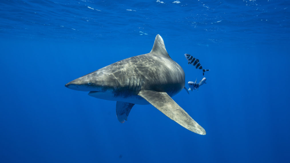Oceanic Whitetip Shark SharkFest National Geographic