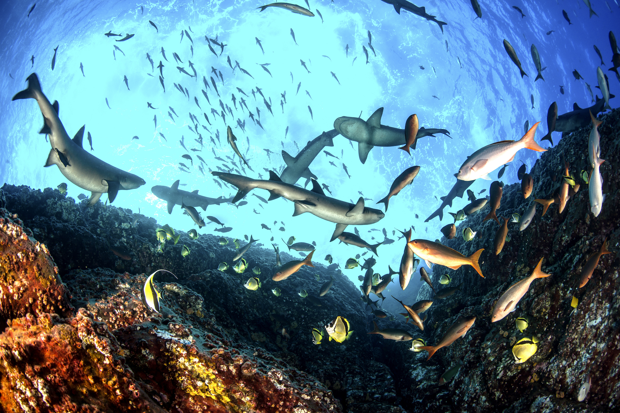 Whitetip Reef Sharks Sharkfest National Geographic Pacific Creolefish