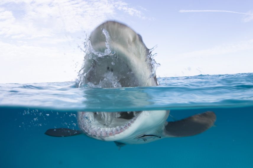 shark week Discovery