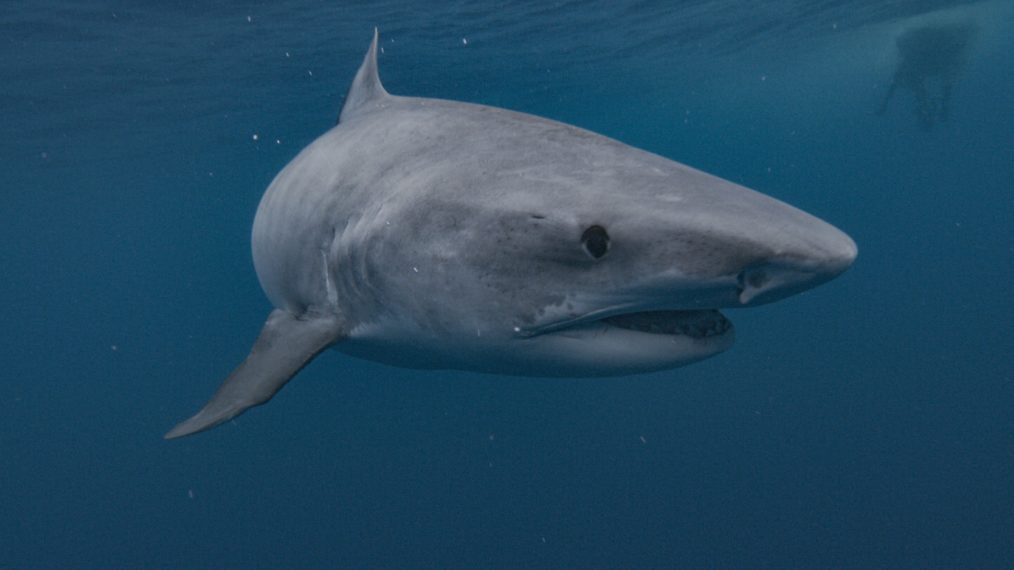 shark week Discovery