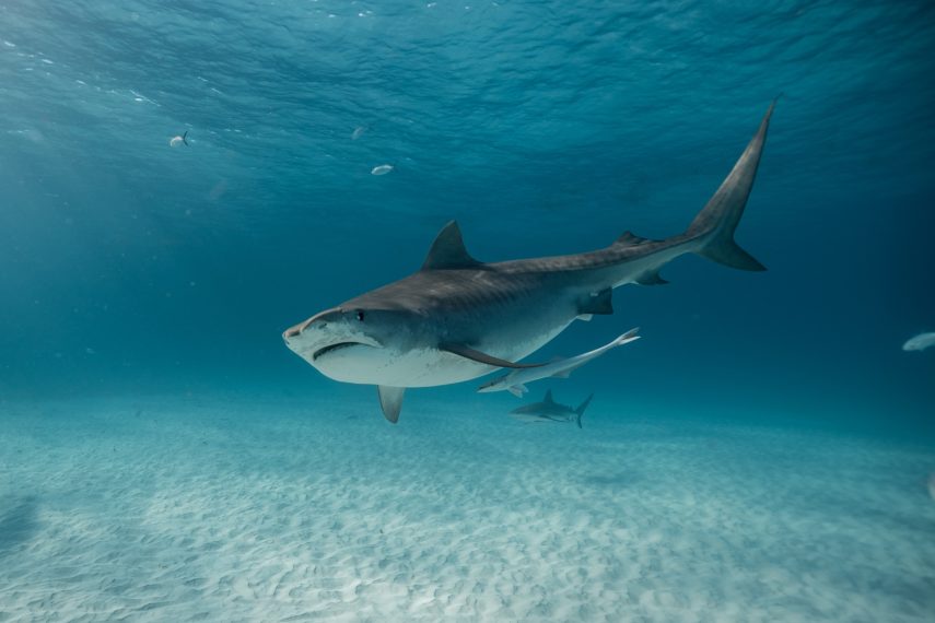 discovery shark week tiger shark 