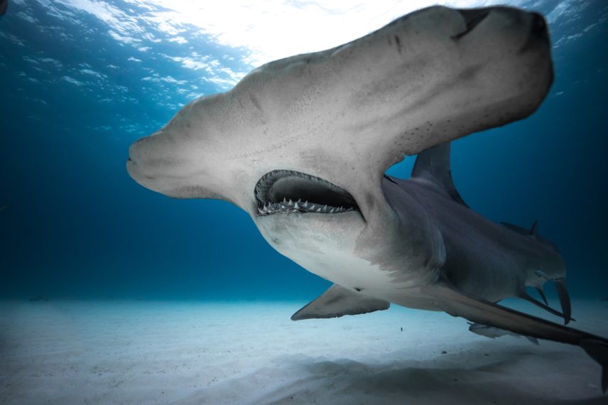 hammerhead shark week Discovery