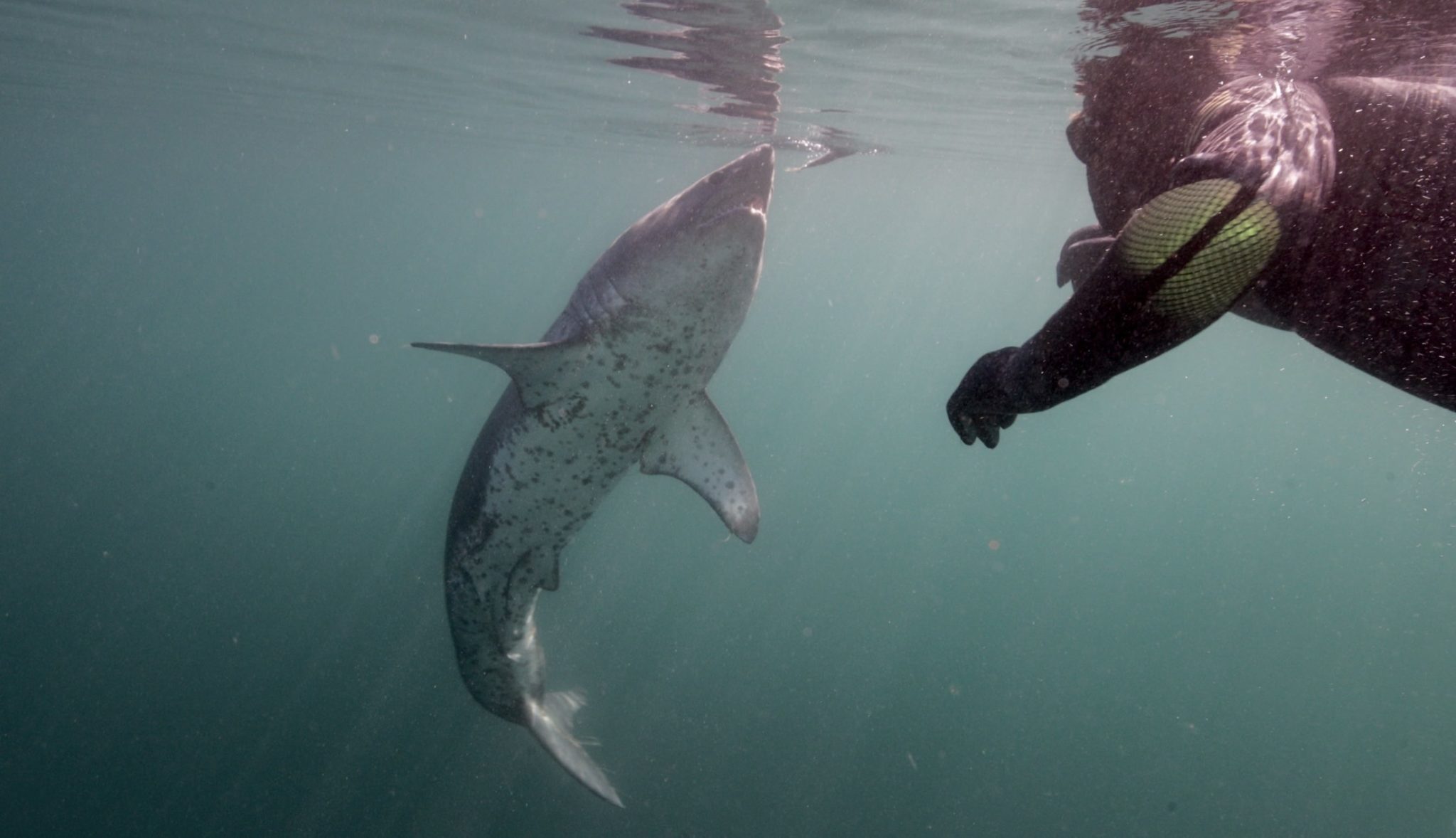 Forrest Galante on Venturing to Alaska and Mexico for Shark Week