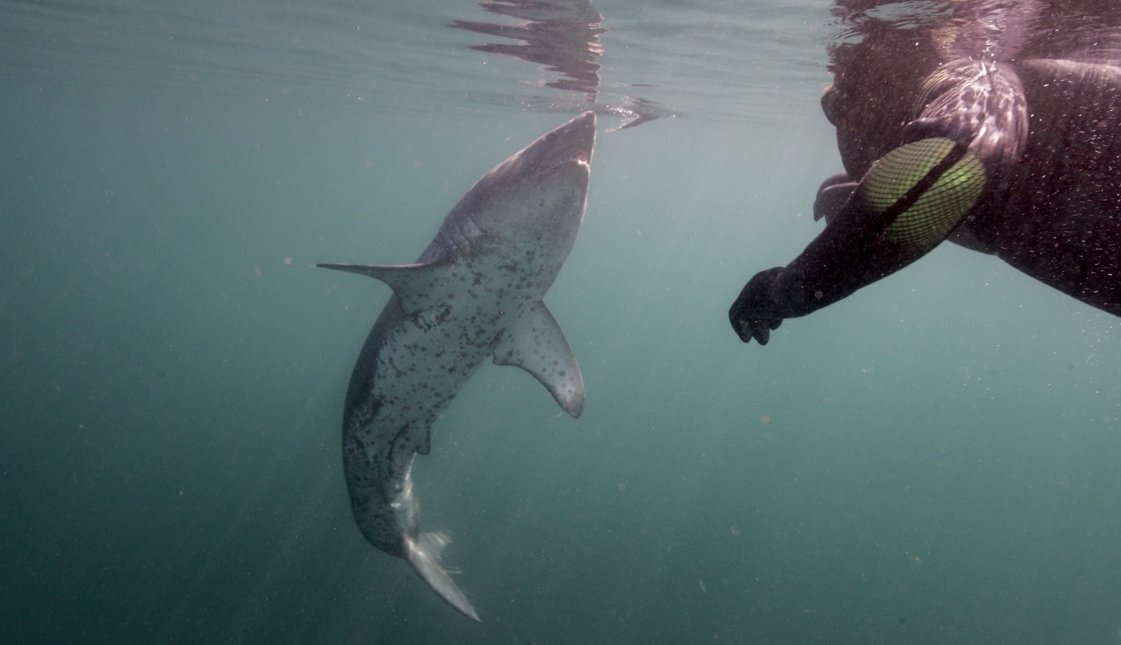 Jaws of Alaska Underwater