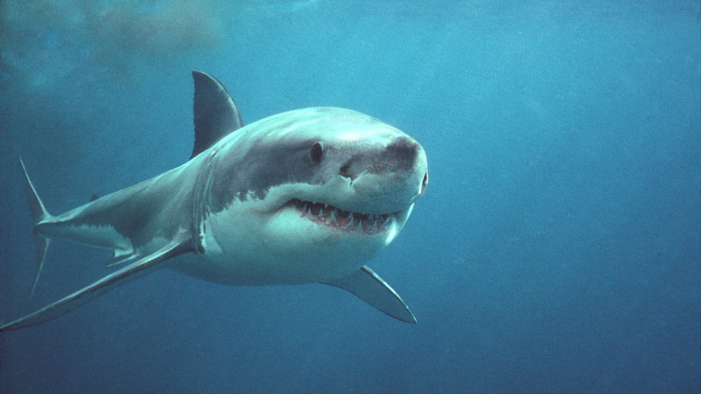 Playing With Sharks Great White National Geographic