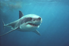 Shark Week & SharkFest: 6 New Specials & 6 Classics Not to Miss