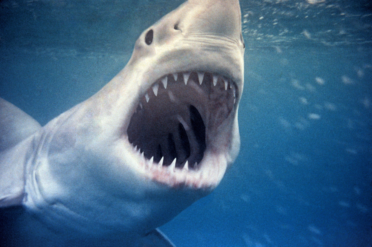 Great White Shark Playing with Sharks National Geographic