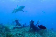 Shark Week 2021: Every New Special Airing & Streaming This July