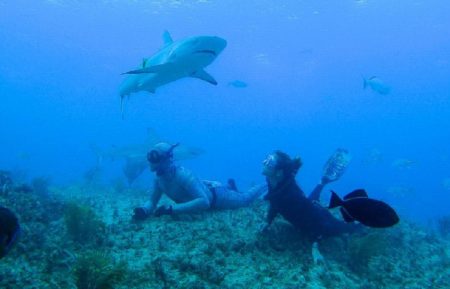 Shark Academy discovery shark week