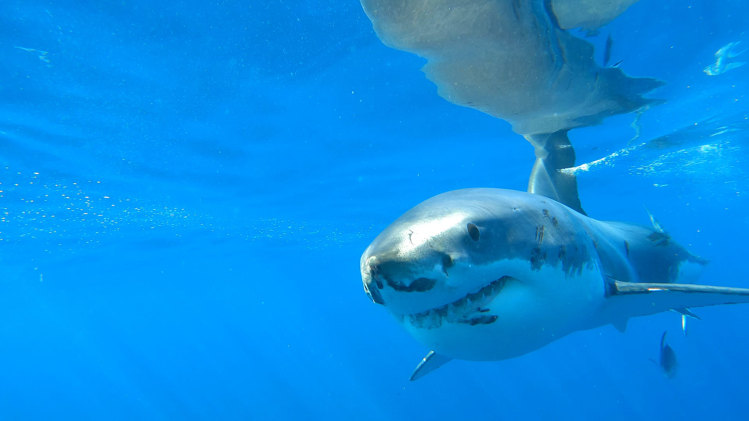 Shark Attack Files Great White National Geographic