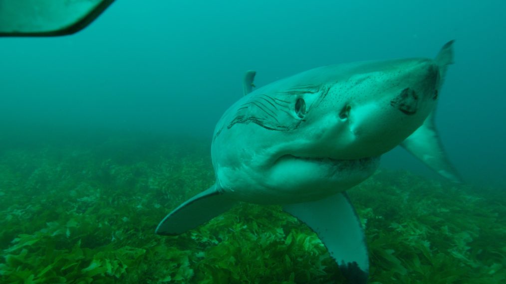 shark week Discovery