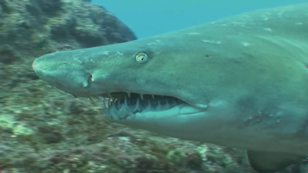 #Nat Geo Puts a Spin on ‘The Golden Girls’ Theme for SharkFest (VIDEO) #Nat Geo Puts a Spin on ‘The Golden Girls’ Theme for SharkFest (VIDEO)