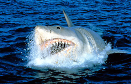 Jaws
