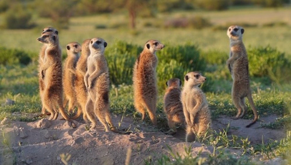 Meerkat Manor Rise of the Dynasty