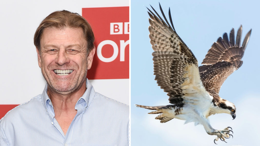 Sean Bean / Osprey Raptor