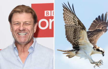 Sean Bean / Osprey Raptor