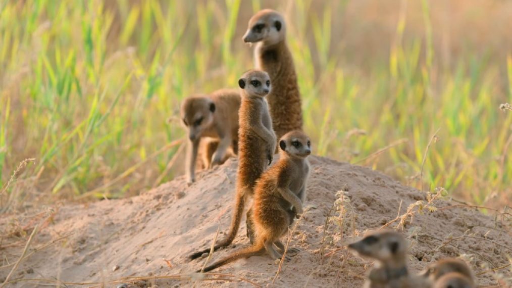 Meerkat Manor Rise of the Dynasty BBC America