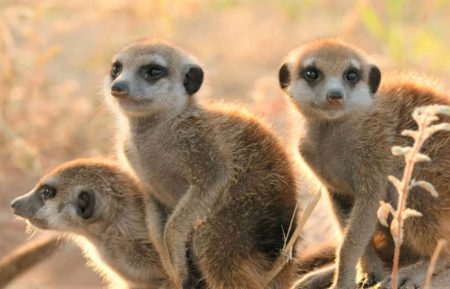 Meerkat Manor Rise of the Dynasty