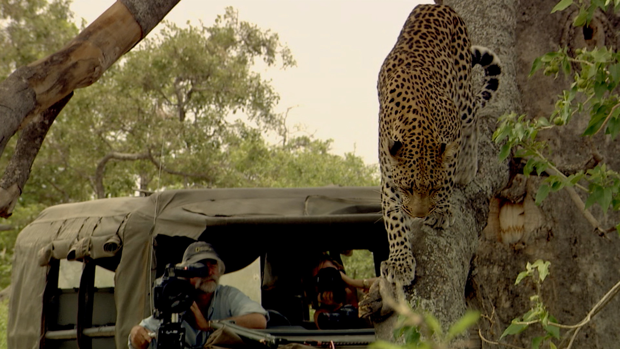 Dereck and Beverly Joubert in Living with Big Cats