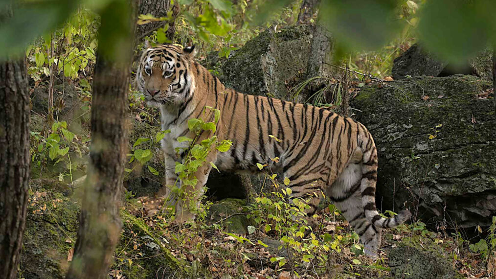 Siberian Tiger in Russia's Wild Tiger