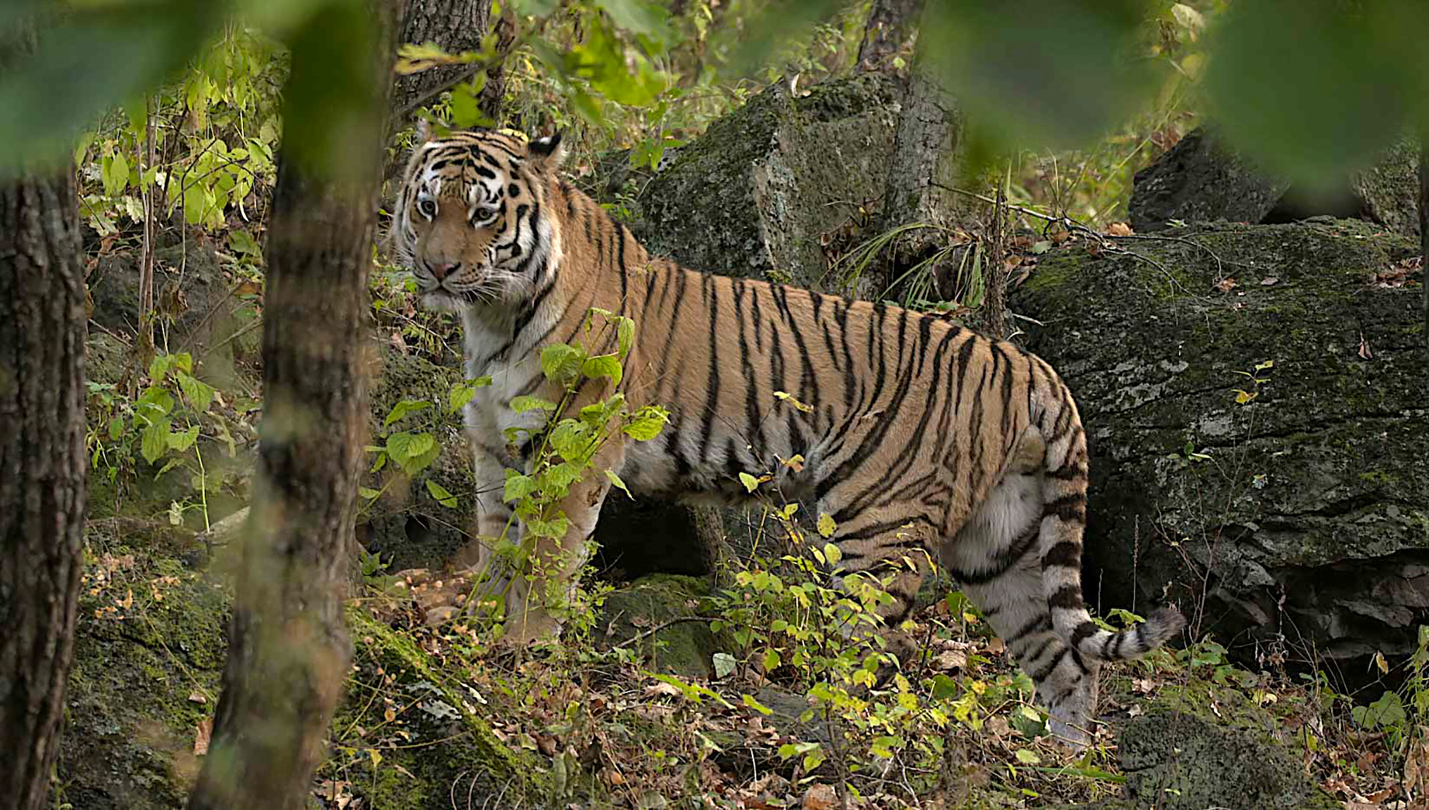 Siberian Tiger in Russia's Wild Tiger