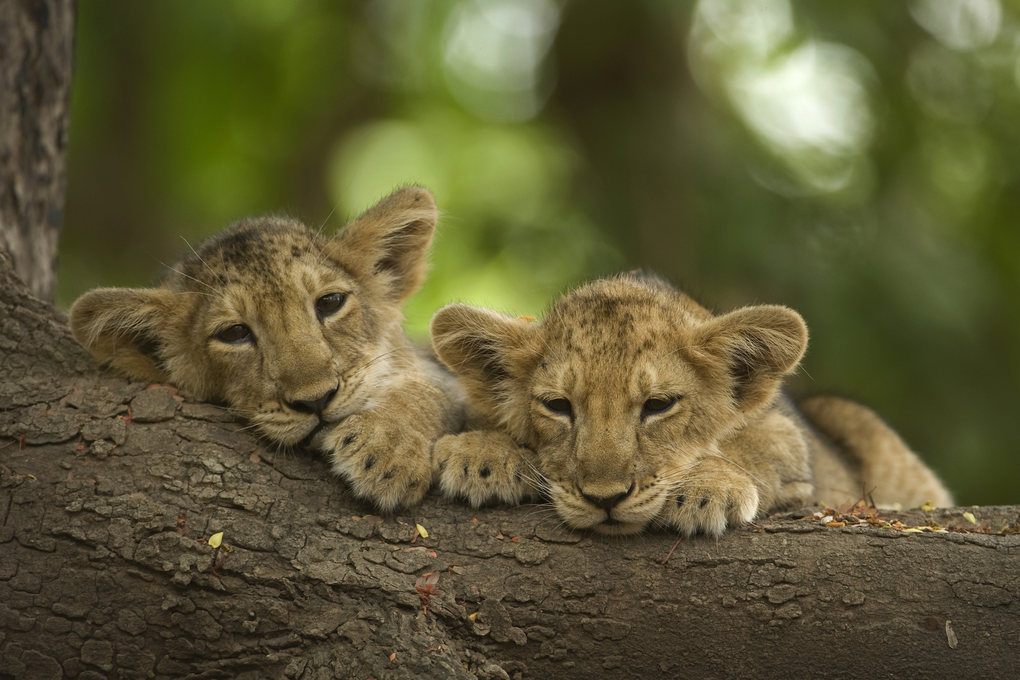 Lion Cubs in War of the Lions