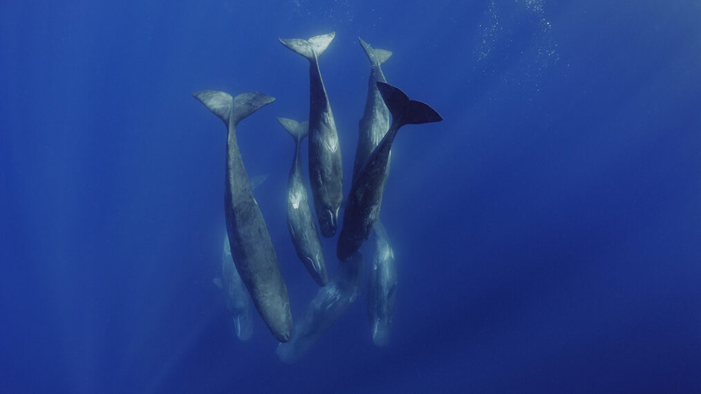 A family unit of Sperm Whales socializing underwater in the waters off of the island of Faial in the Azores. (Brian Skerry)